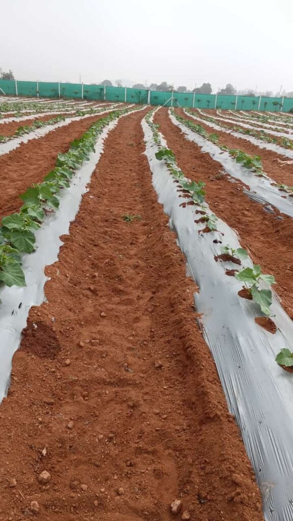 Farm & Agriculture