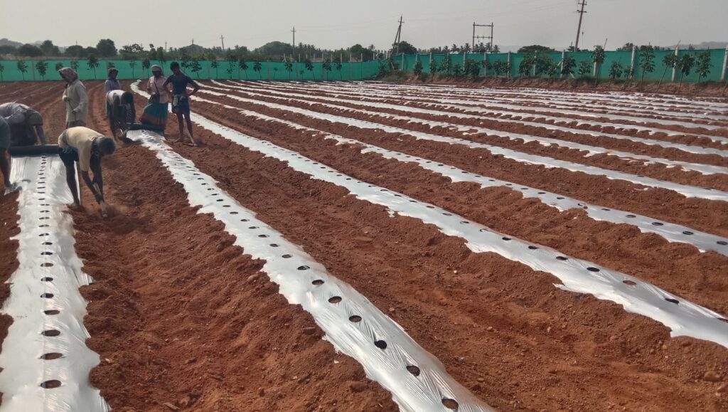 Farm & Agriculture