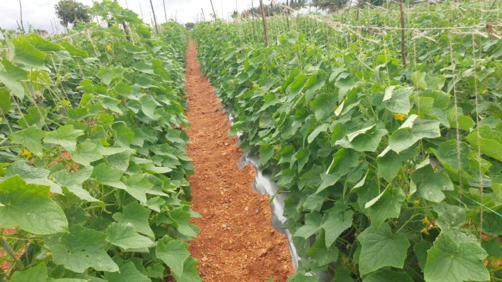 Farm & Agriculture